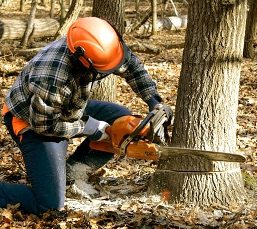 Tree Removal in Stephen, MN